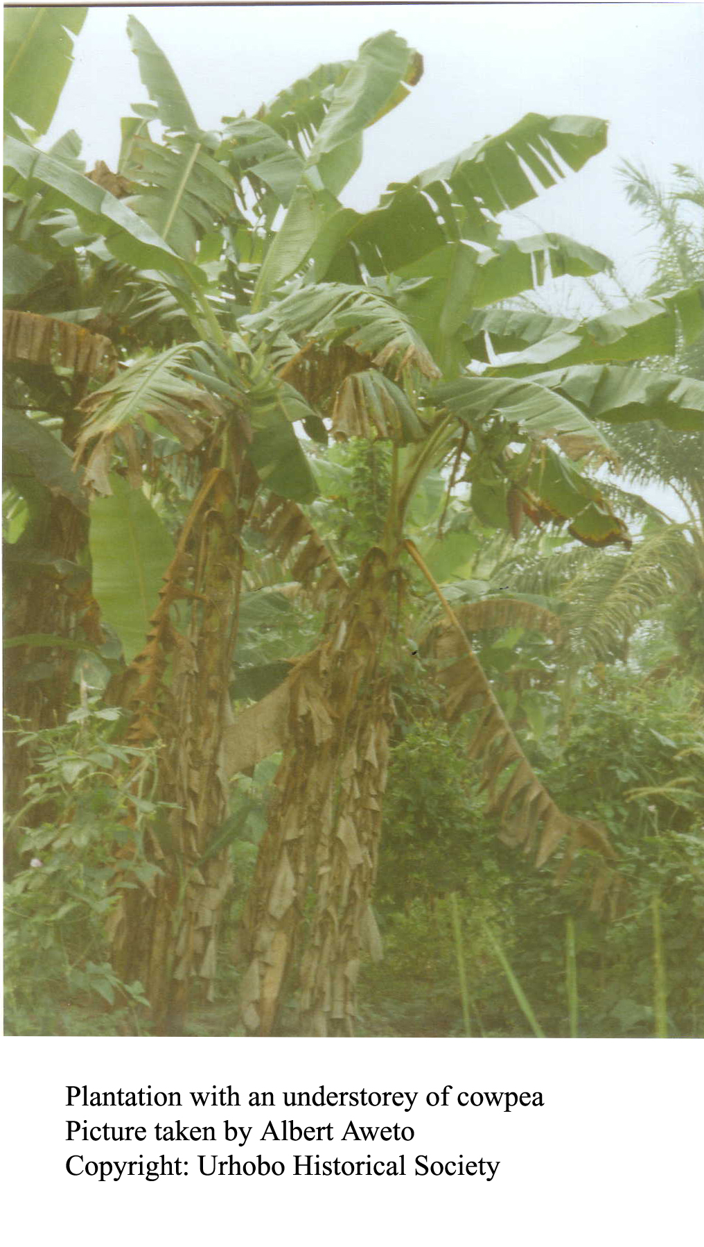 Plantain Trees in A Home Garden Behind A House