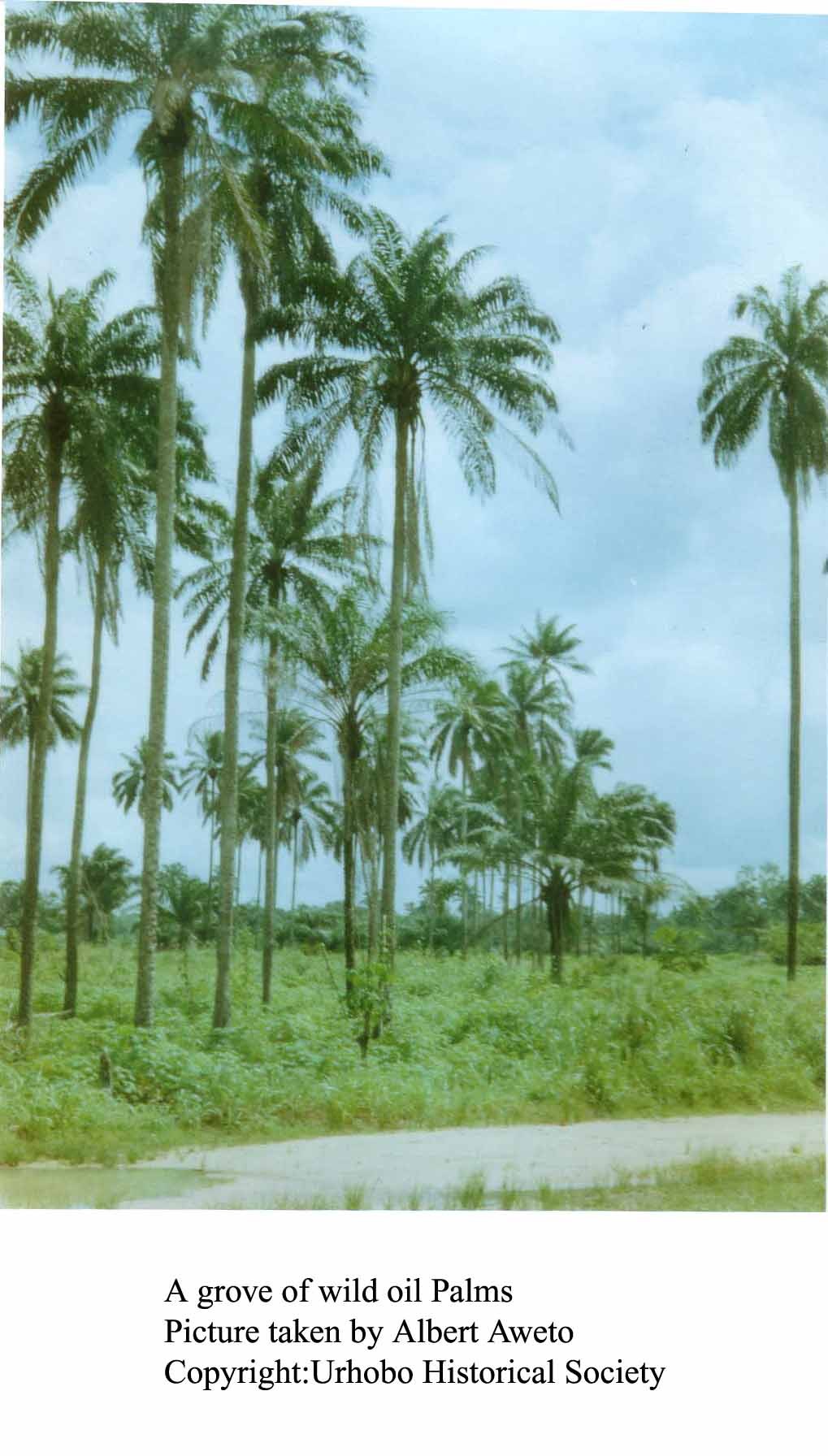 A Grove of Natural Oil Palm Trees