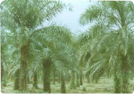 cultivated palm trees